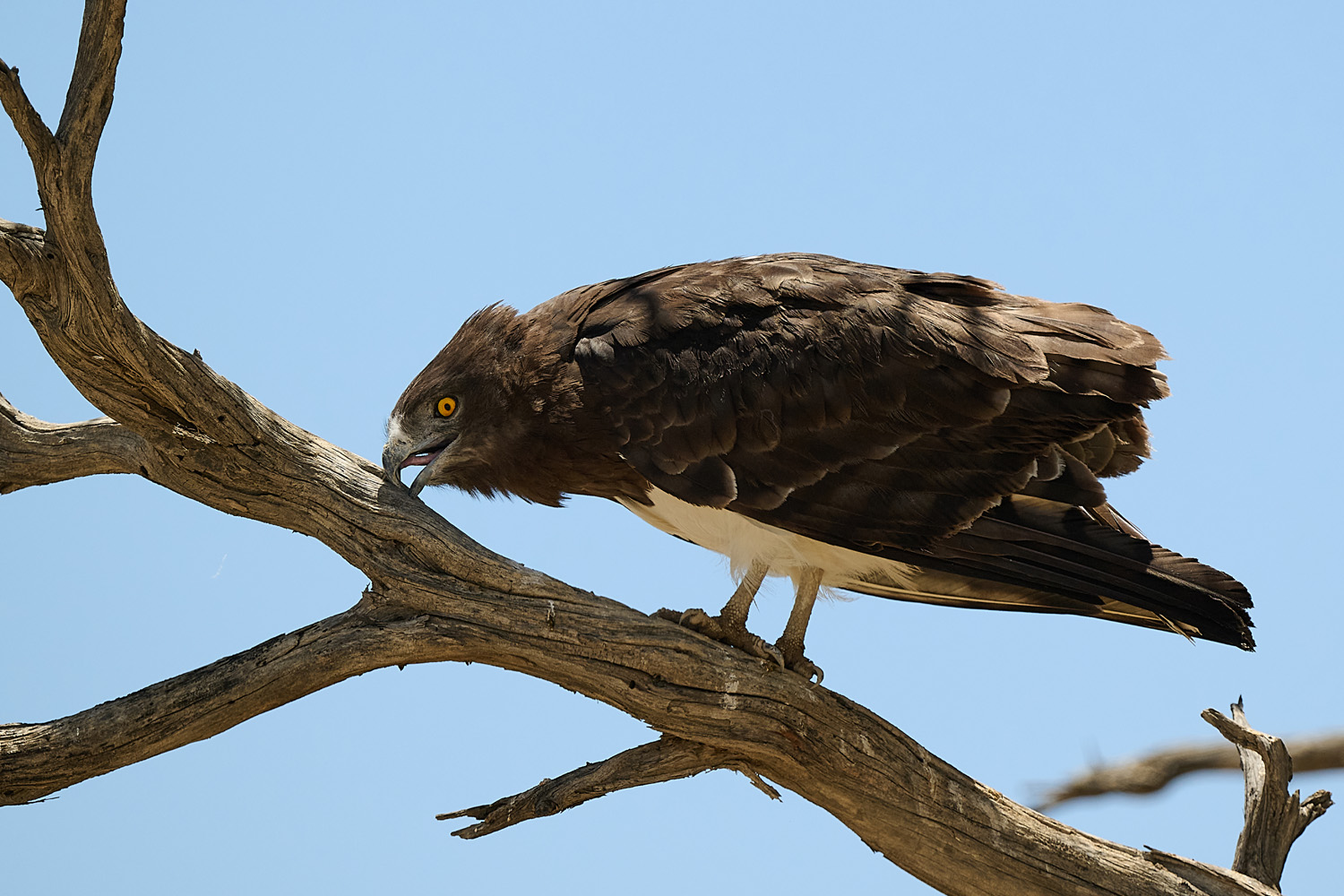 SCHWARZBRUST-SCHLANGENADLER – BLACK-CHESTED SNAKE EAGLE