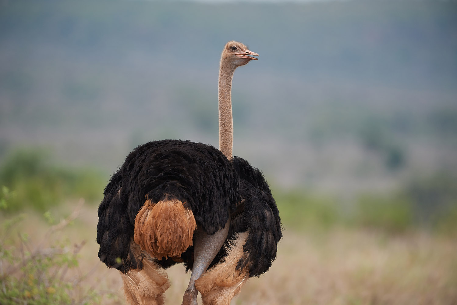 STRAUSS – OSTRICH