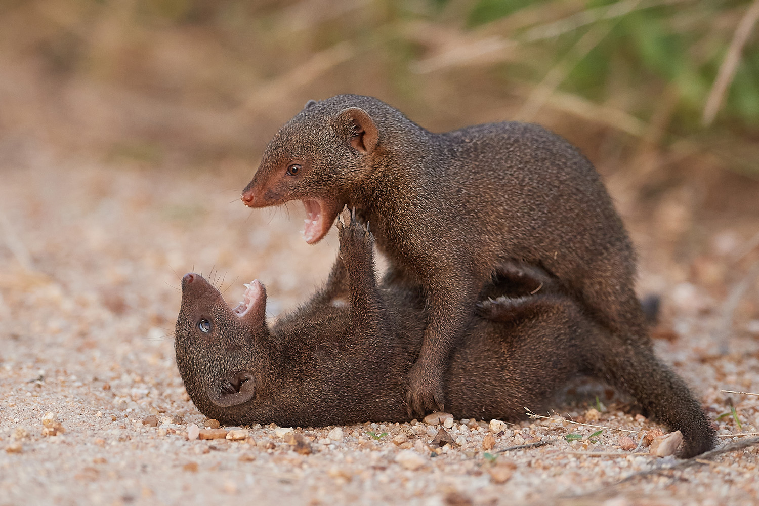 ZWERGMANGUSTE - DWARF MONGOOSE