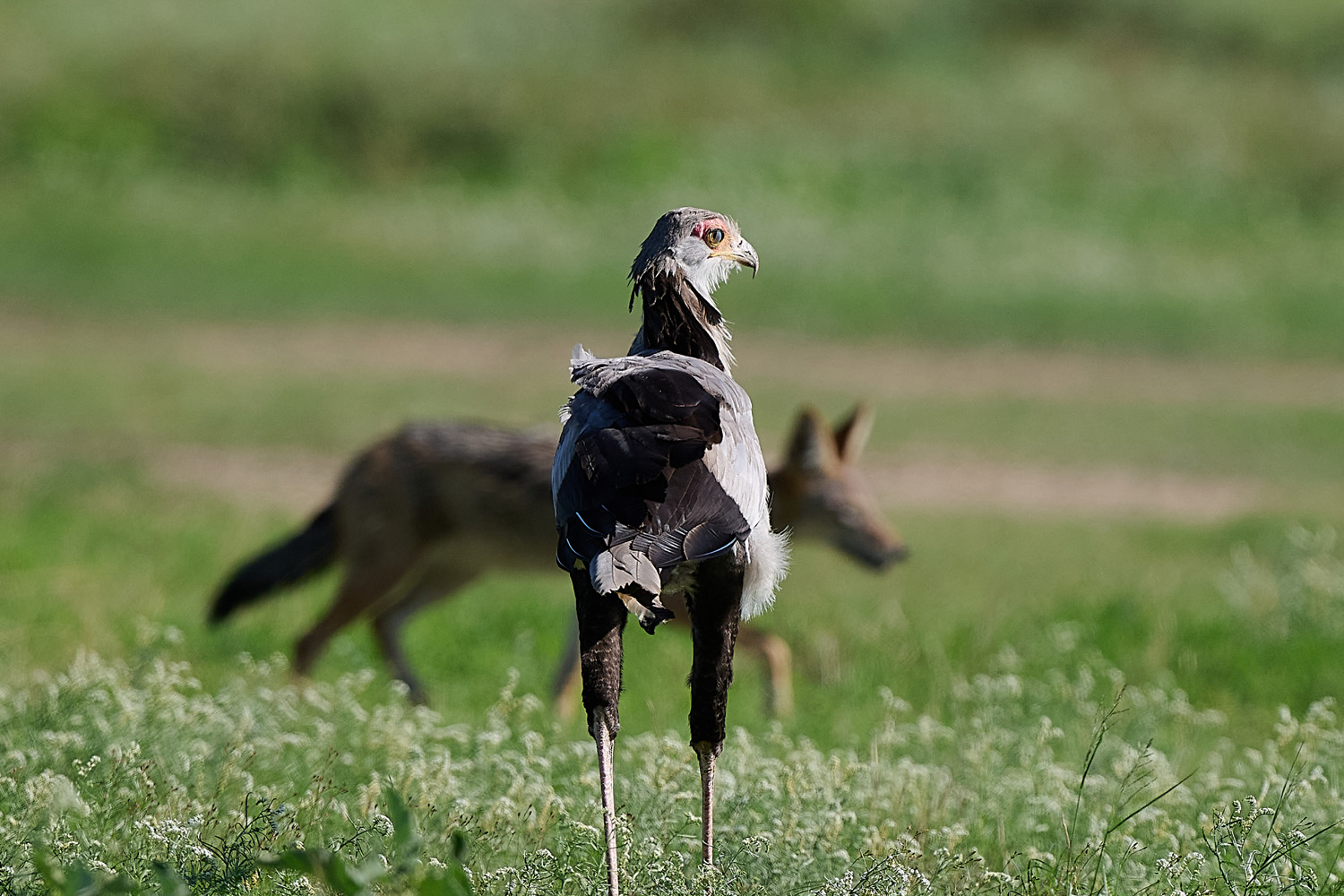 SEKRETÄR - SECRETARYBIRD