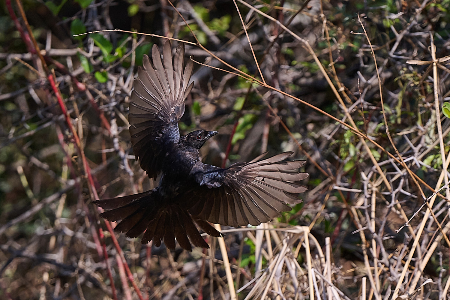 TRAUERDRONGO - FORK-TAILED DRONGO
