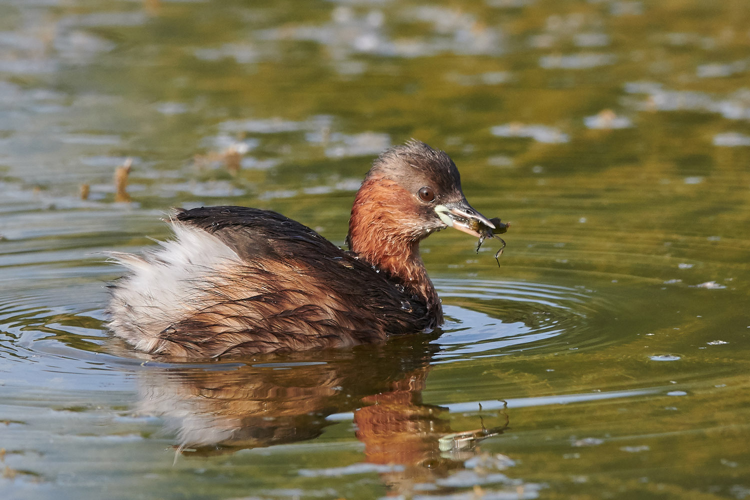 ZWERGTAUCHER - LITTLE GREBE