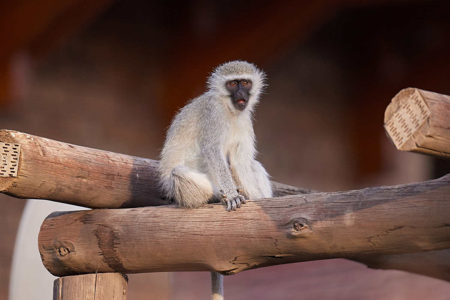 GRÜNMEERKATZE - VERVET MONKEY