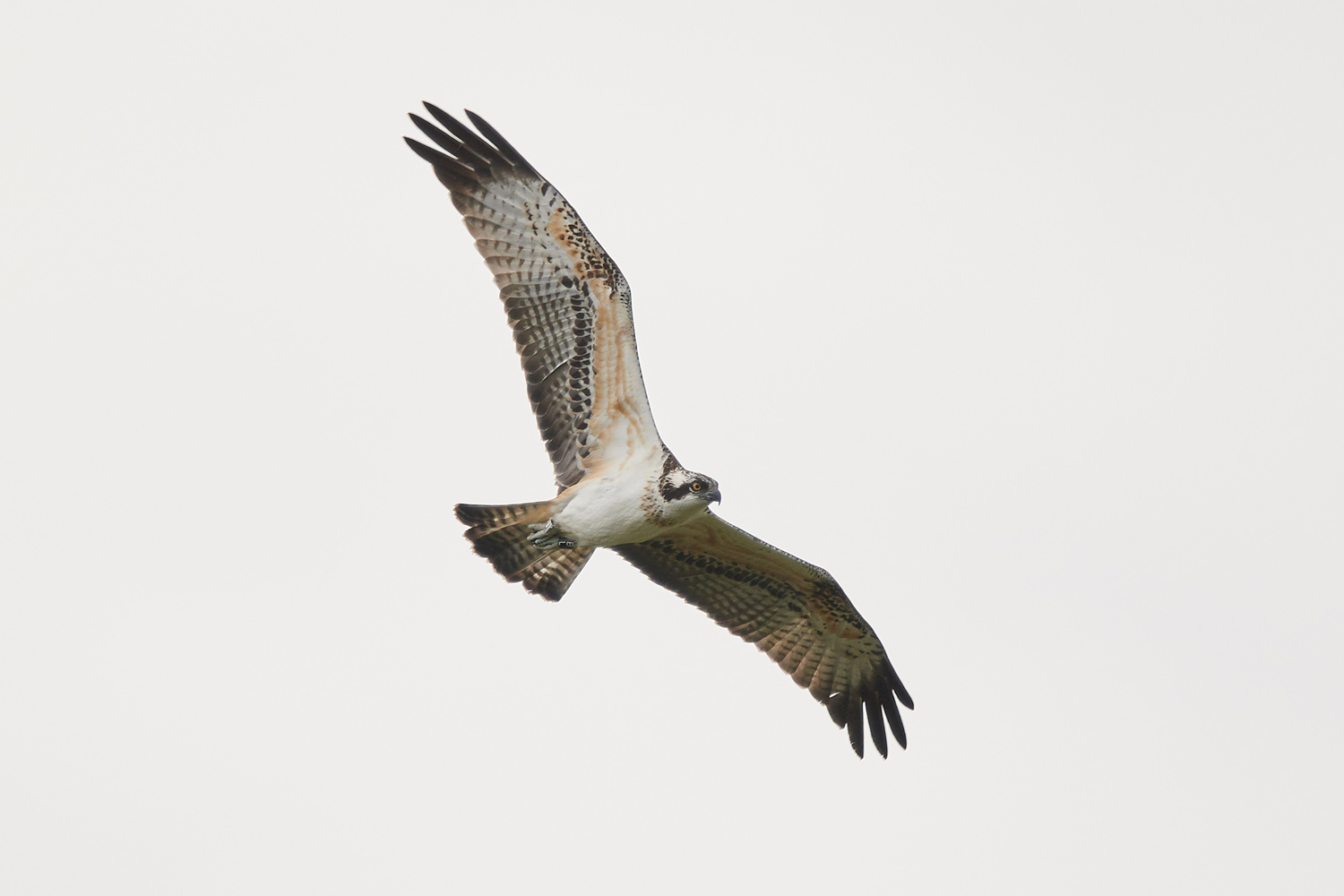 FISCHADLER – OSPREY