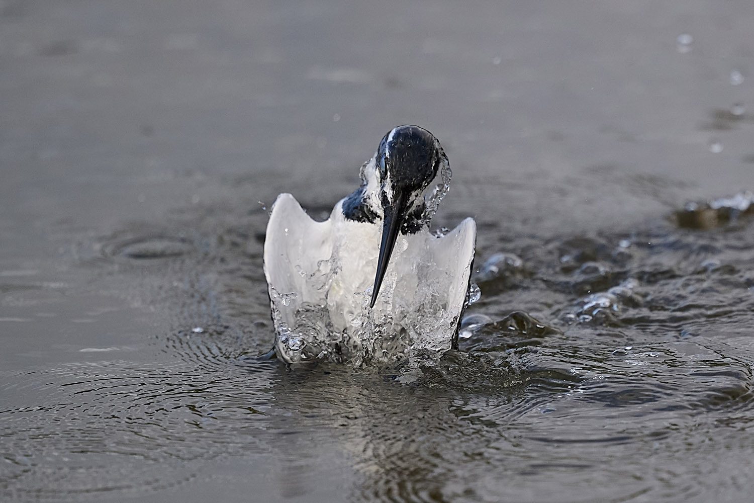 GRAUFISCHER - PIED KINGFISHER