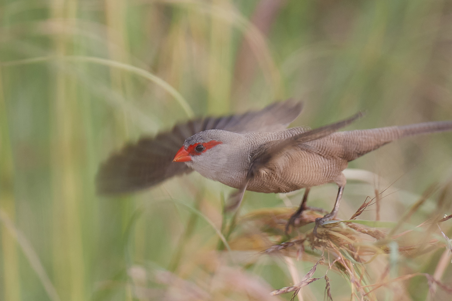 WELLENASTRILD - COMMON WAXBILL