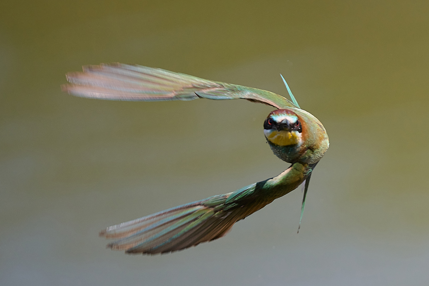 EUROPÄISCHER BIENENFRESSER - EUROPEAN BEE-EATER
