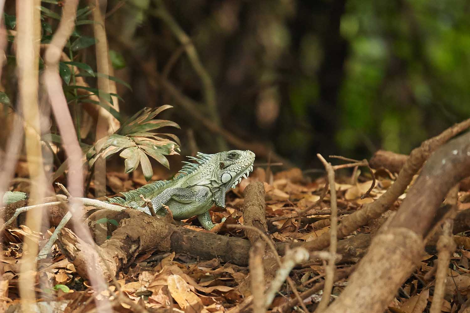 GRÜNER LEGUAN – GREEN IGUANA