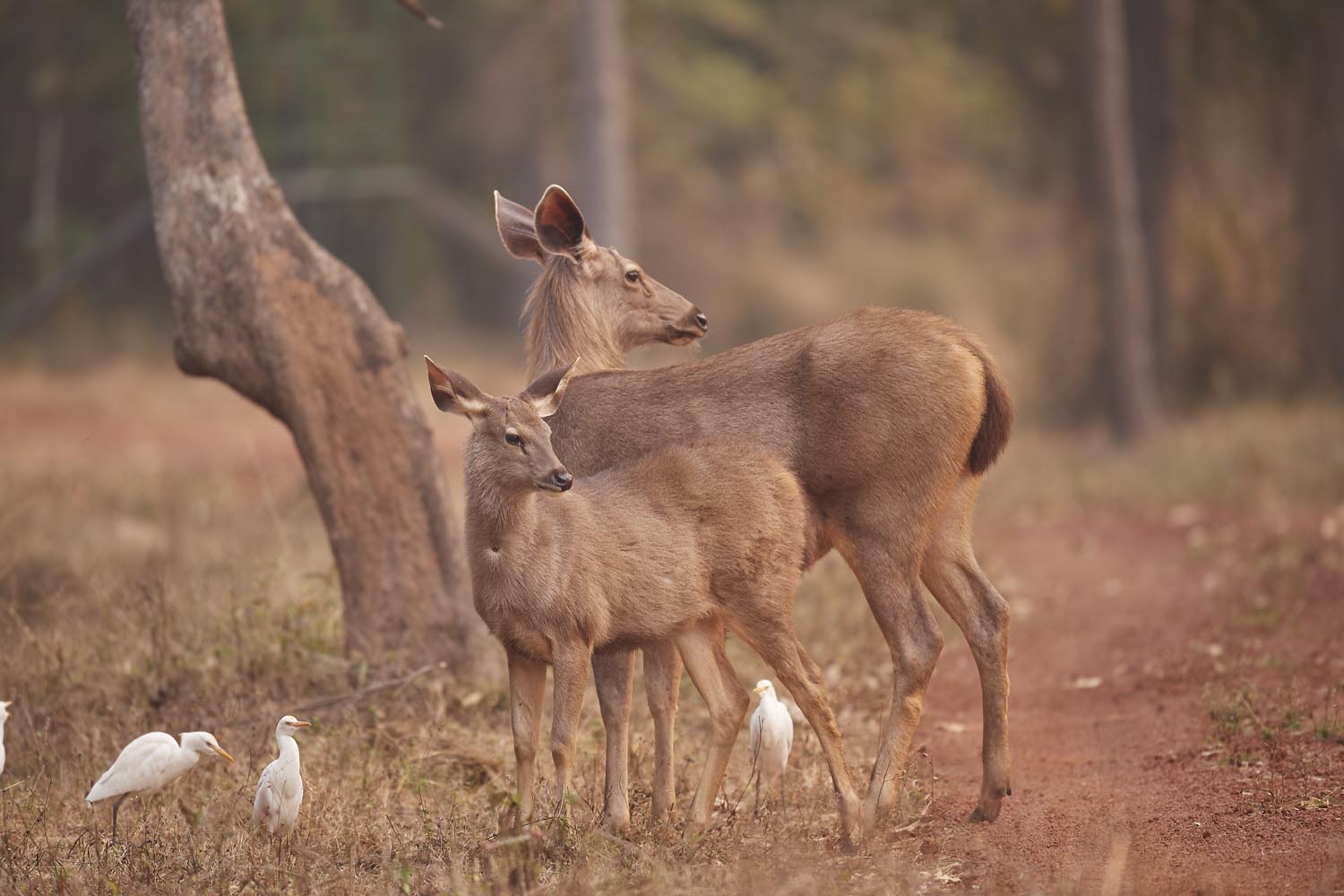 SAMBAR