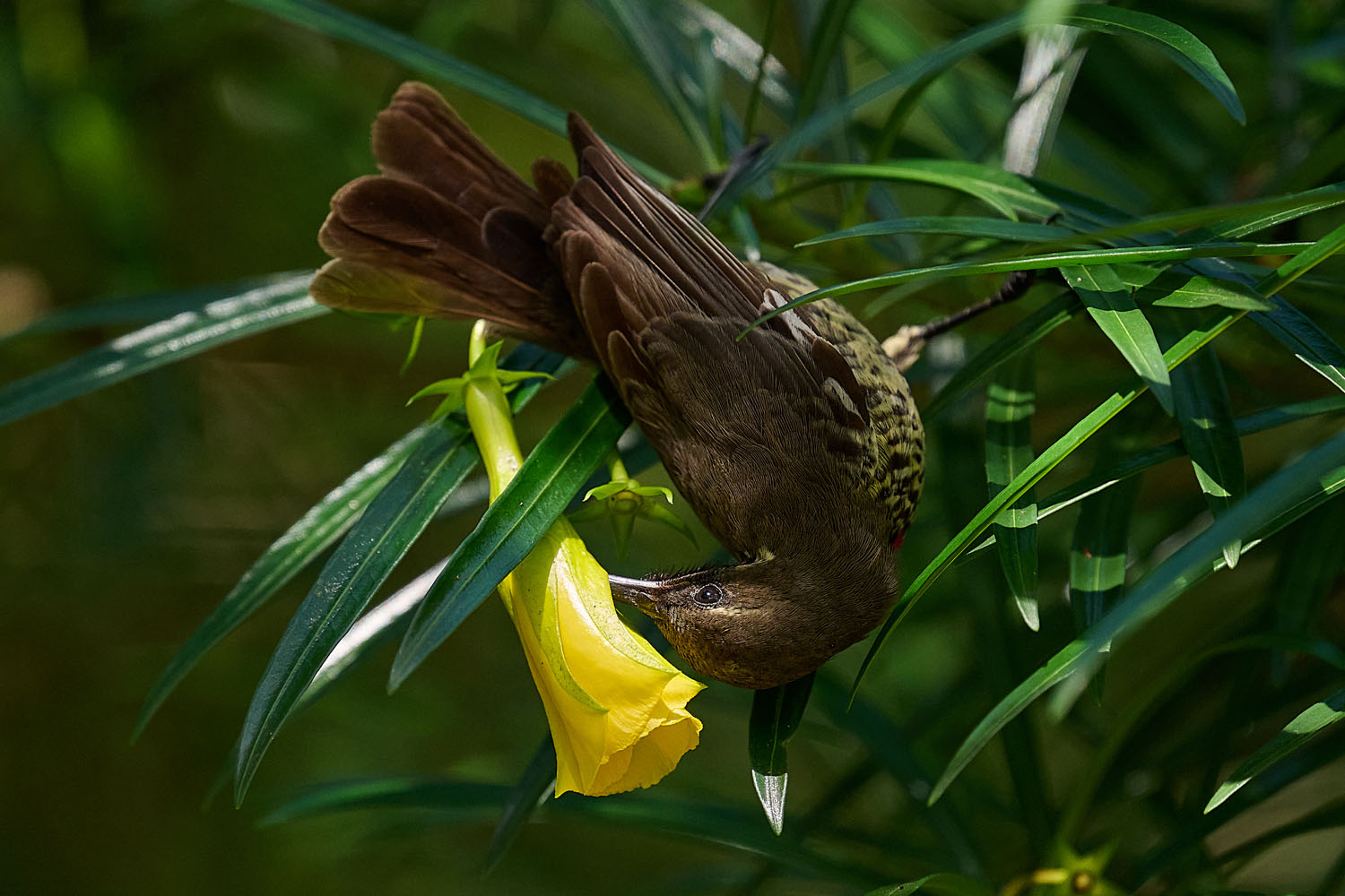 ROTBRUSTGLANZKÖPFCHEN – SCARLET-CHESTED SUNBIRD