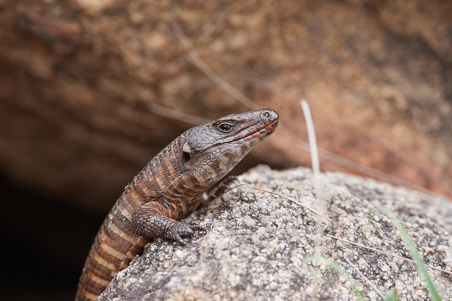 FELSEN-SCHILDECHSE – GIANT PLATED LIZARD