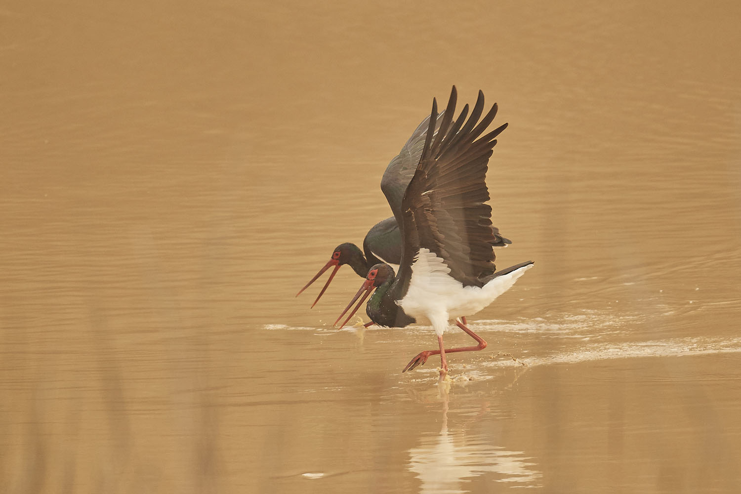 SCHWARZSTORCH - BLACK STORK