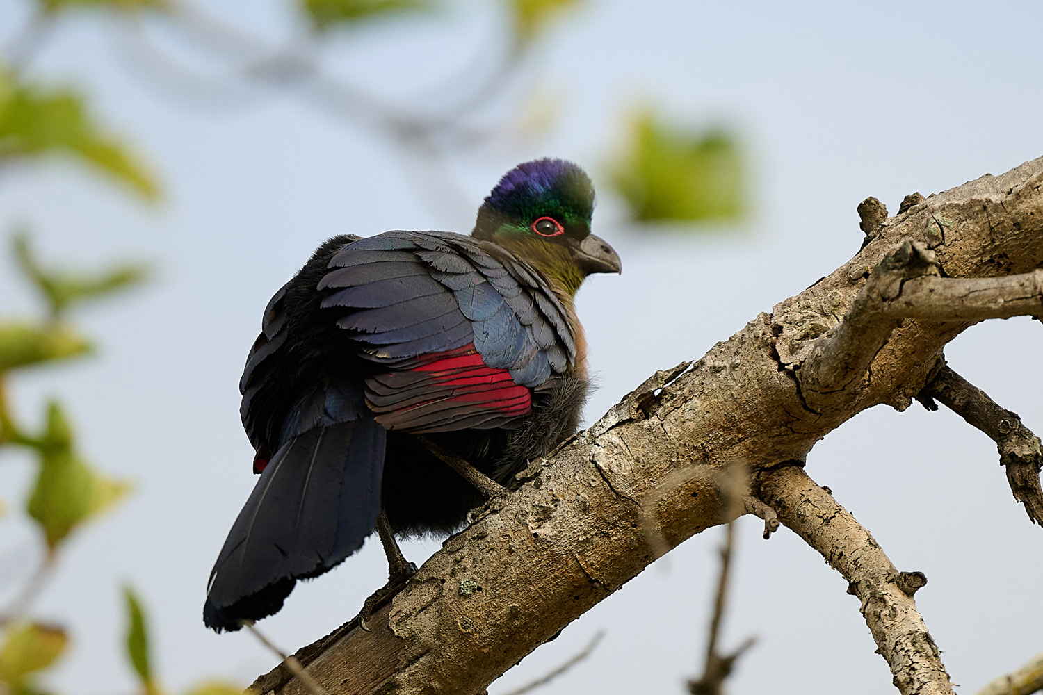 GLANZHAUBENTURAKO - PURPLE-CRESTED TURACO