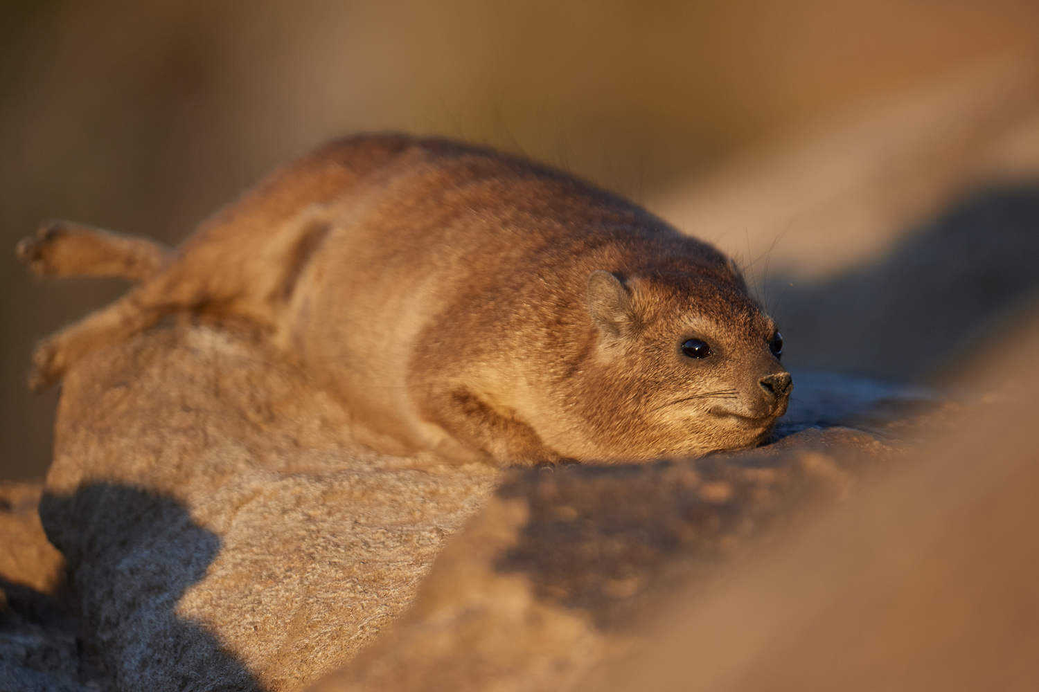 KLIPPSCHLIEFER - DASSIE