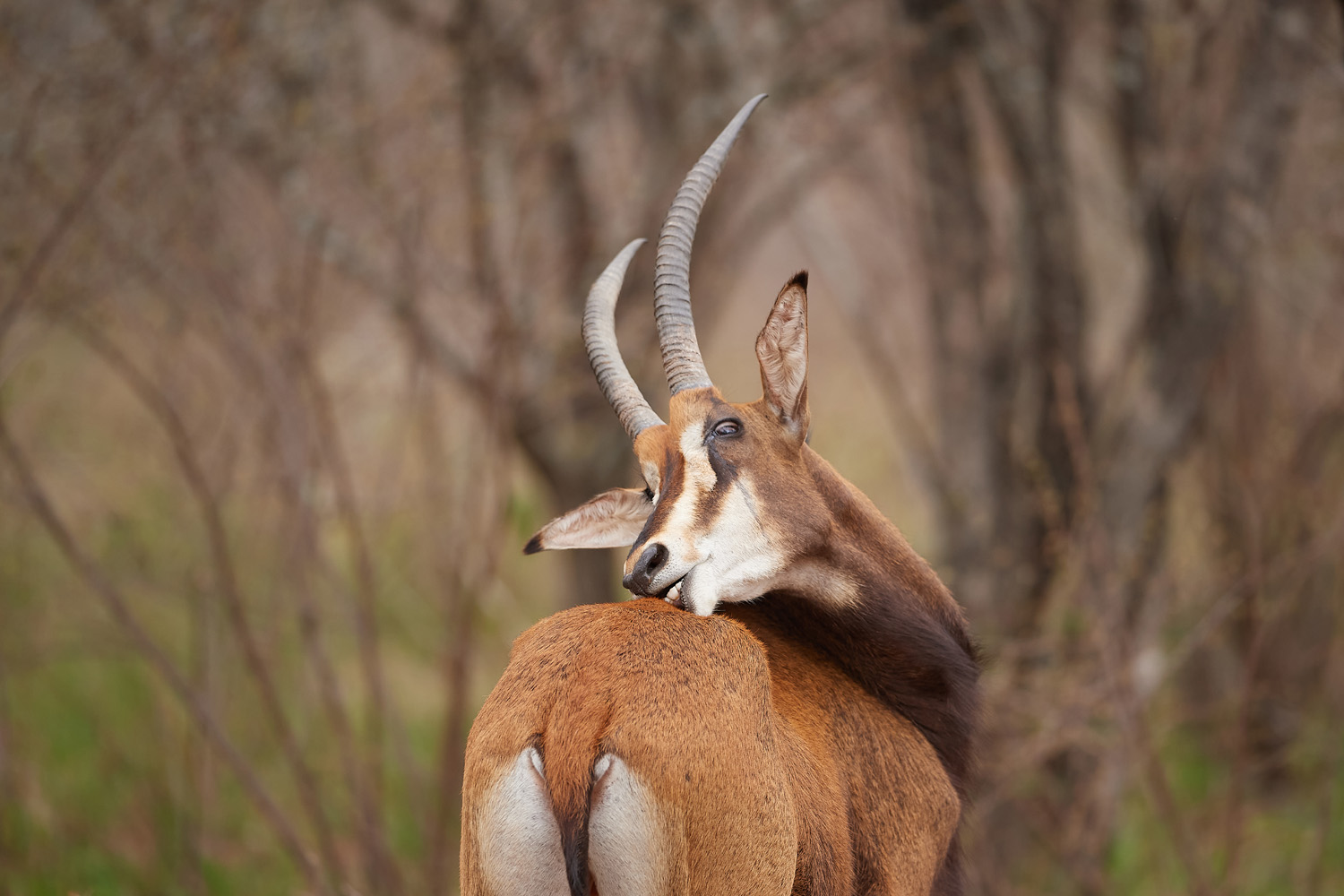 RAPPENANTILOPE – SABLE ANTELOPE