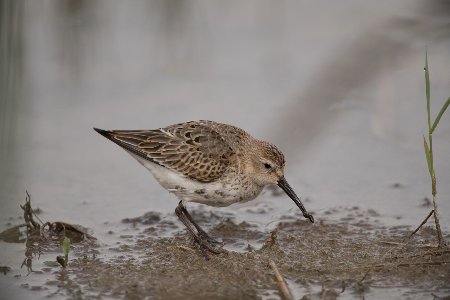 ALPENSTRANDLÄUFER - DUNLIN