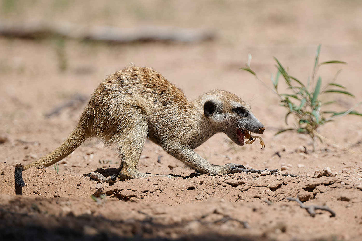 ERDMÄNNCHEN - MEERKAT