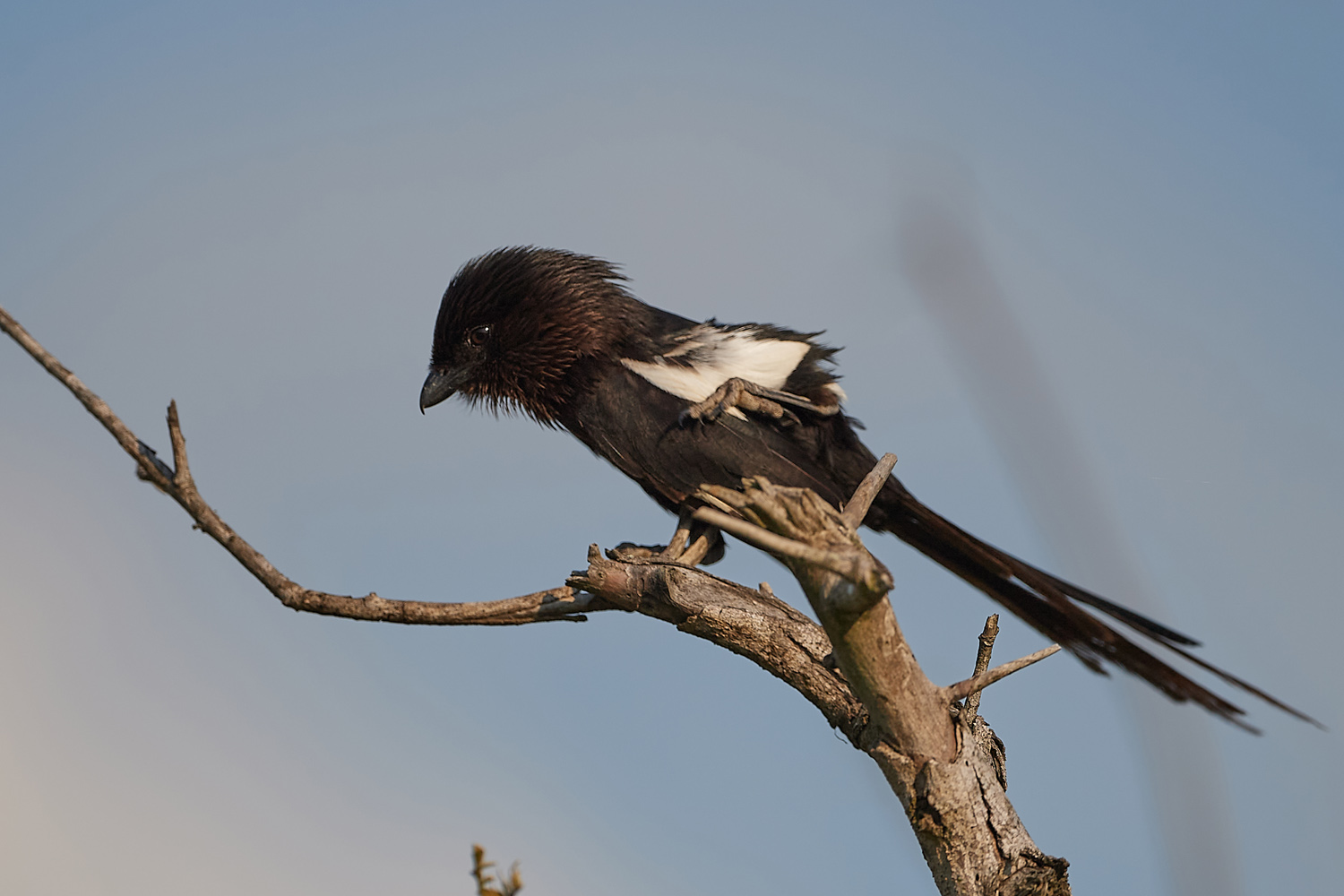 ELSTERWÜRGER - MAGPIE SHRIKE