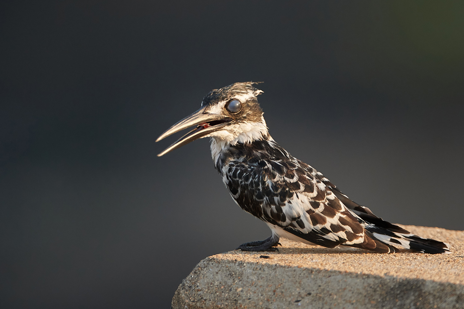 GRAUFISCHER - PIED KINGFISHER