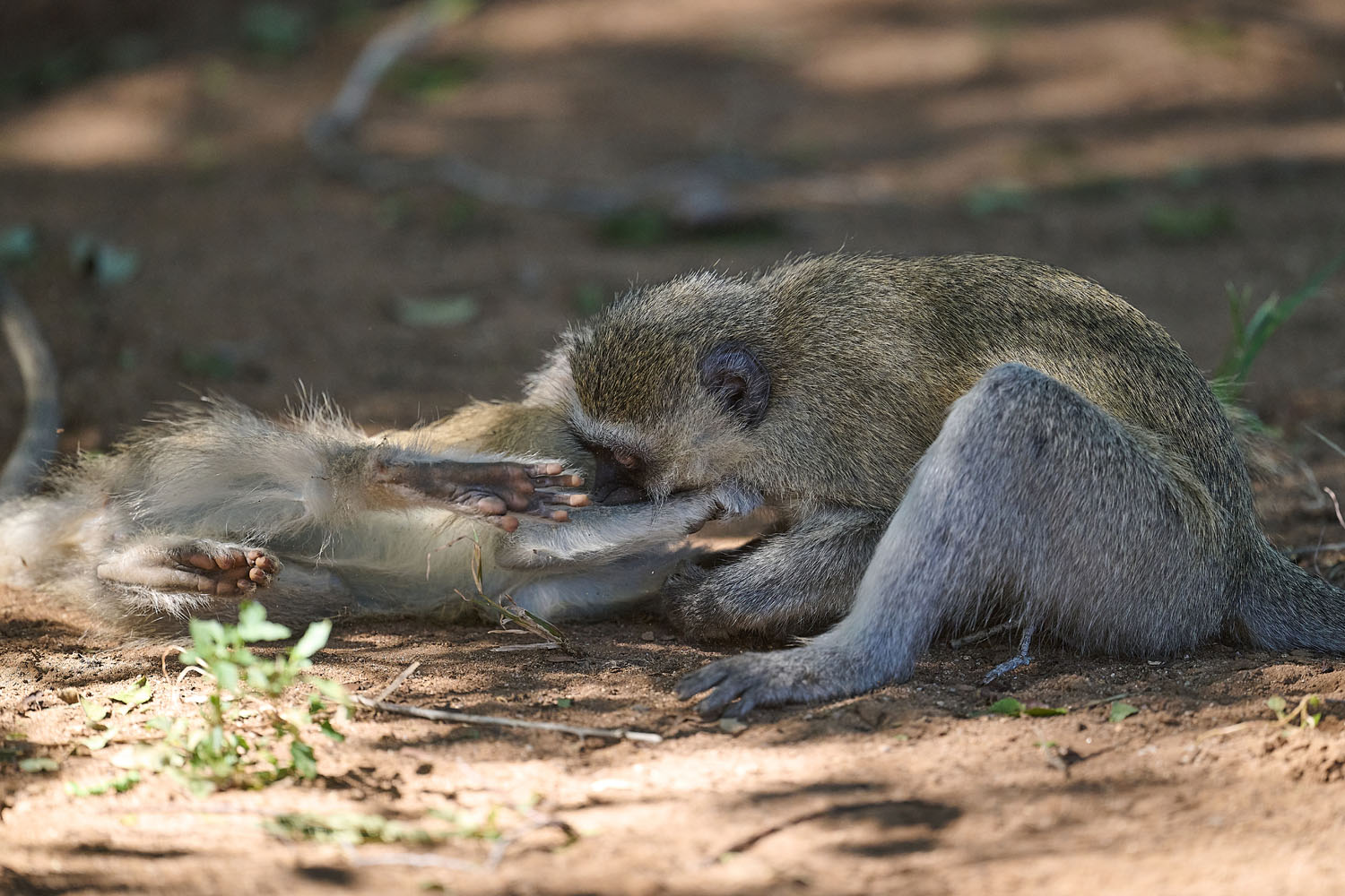 GRÜNMEERKATZE - VERVET MONKEY