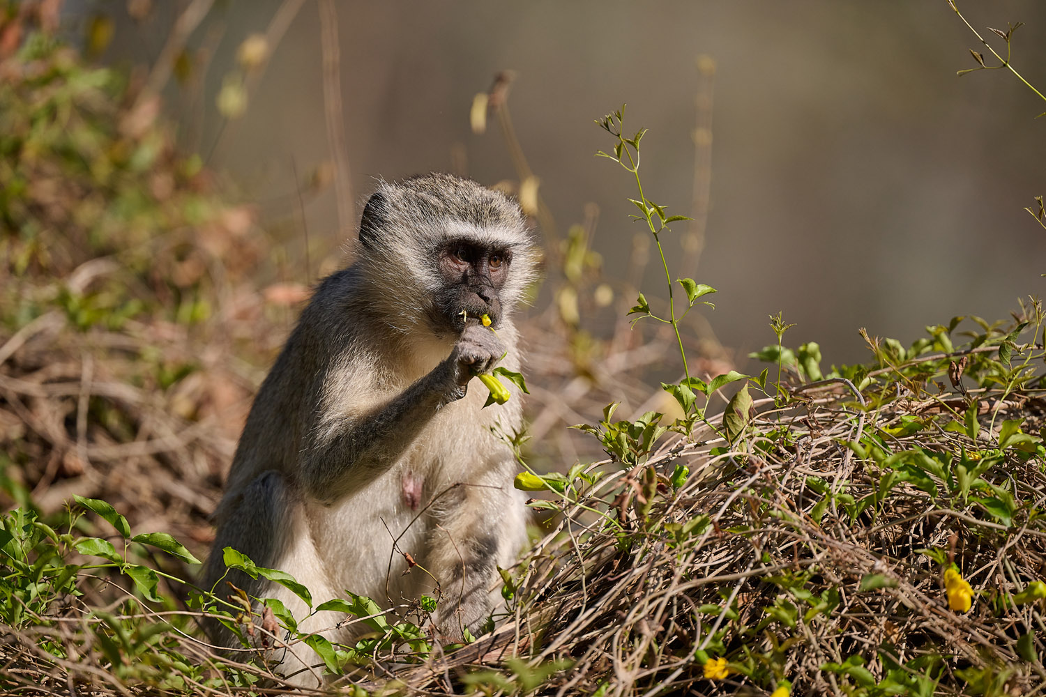 GRÜNMEERKATZE - VERVET MONKEY