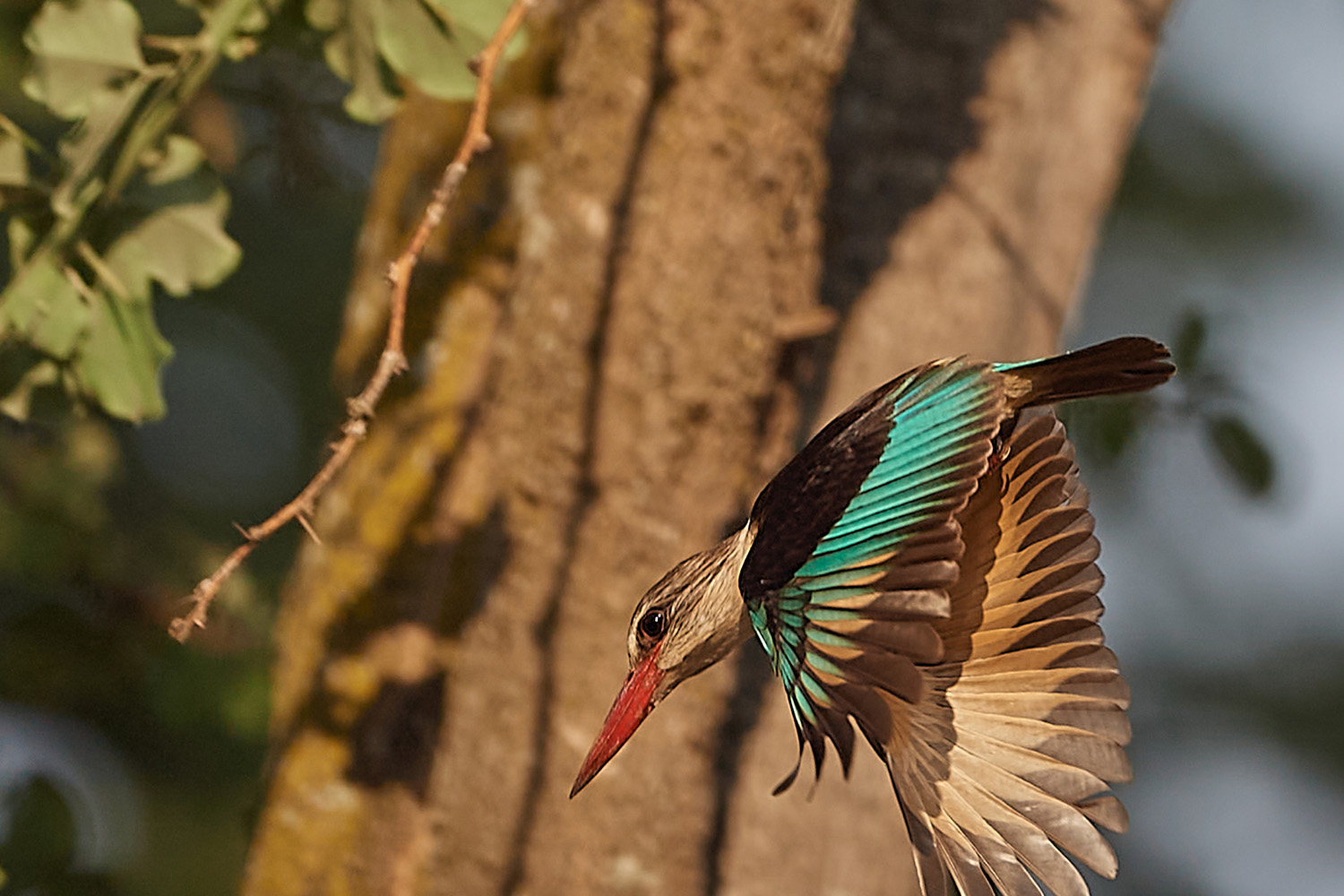 BRAUNKOPFLIEST - BROWN-HOODED KINGFISHER