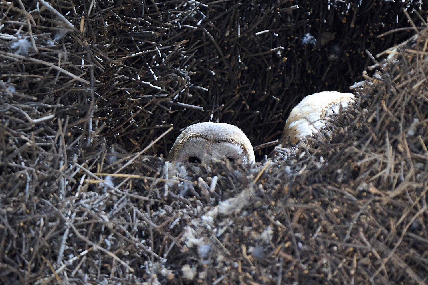 SCHLEIEREULE – BARN OWL