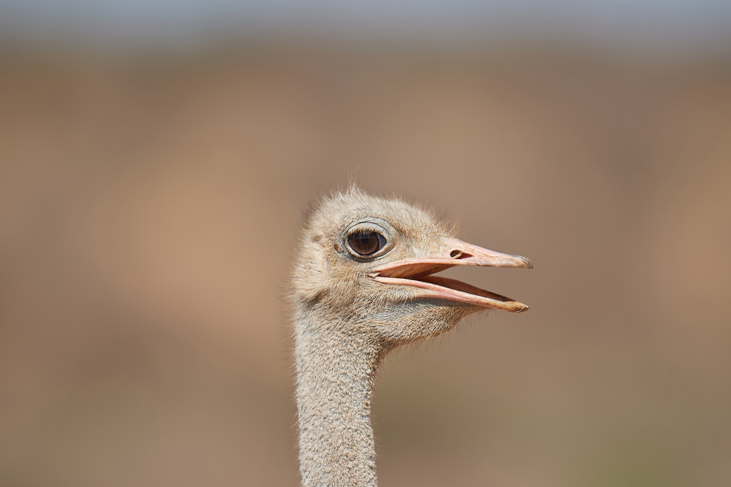 STRAUSS – OSTRICH