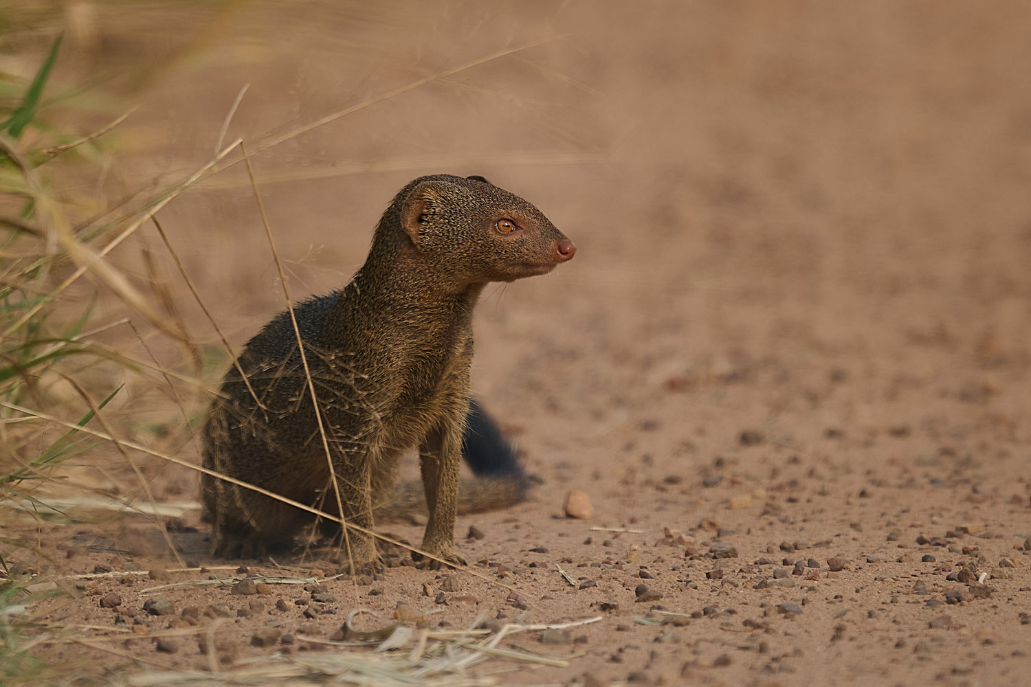 SCHLANKMANGUSTE - SLENDER MONGOOSE