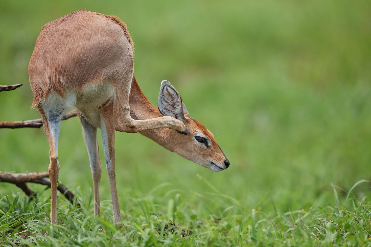 STEINBÖCKCHEN – STEENBOK