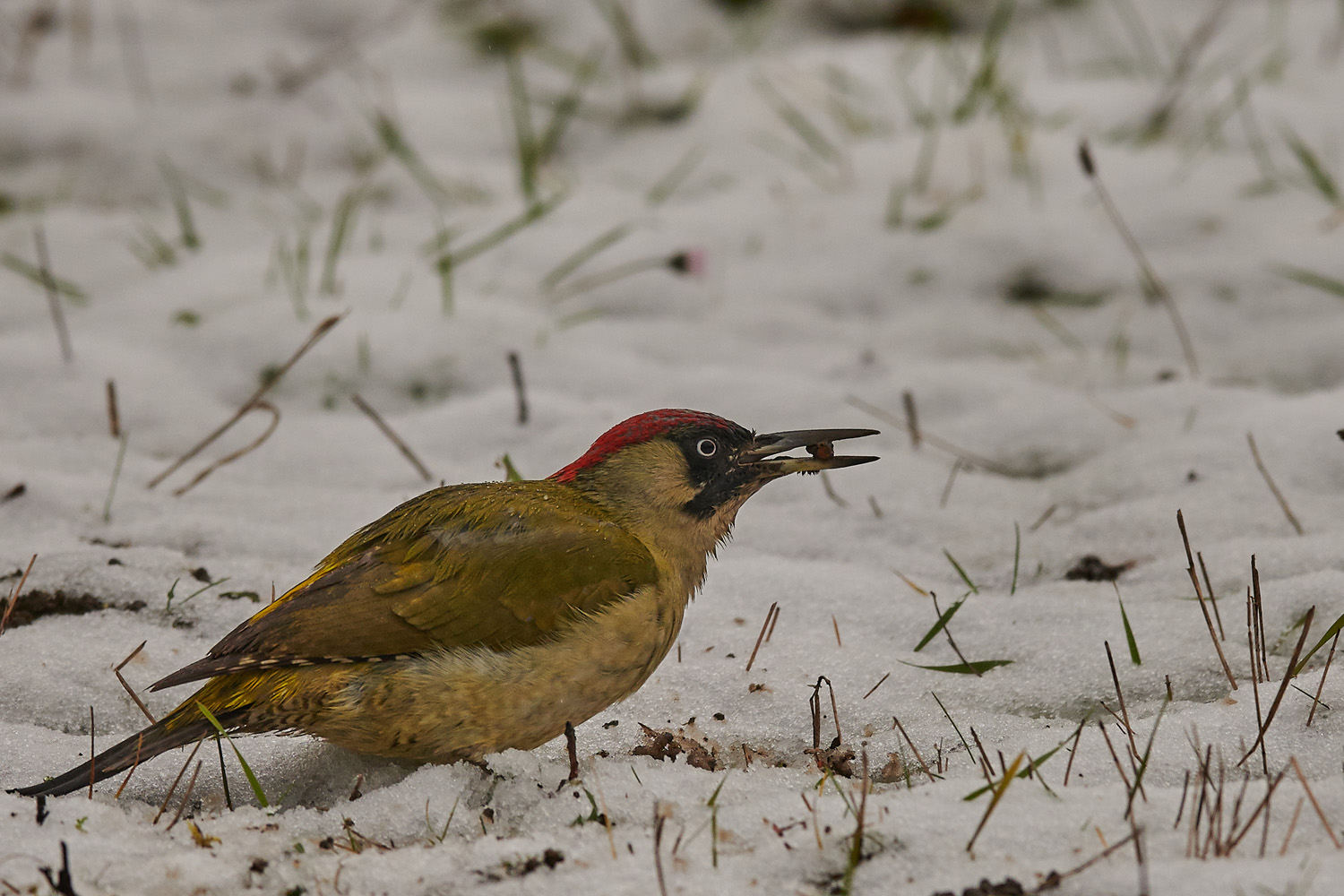 GRÜNSPECHT - GREEN WOODPECKER