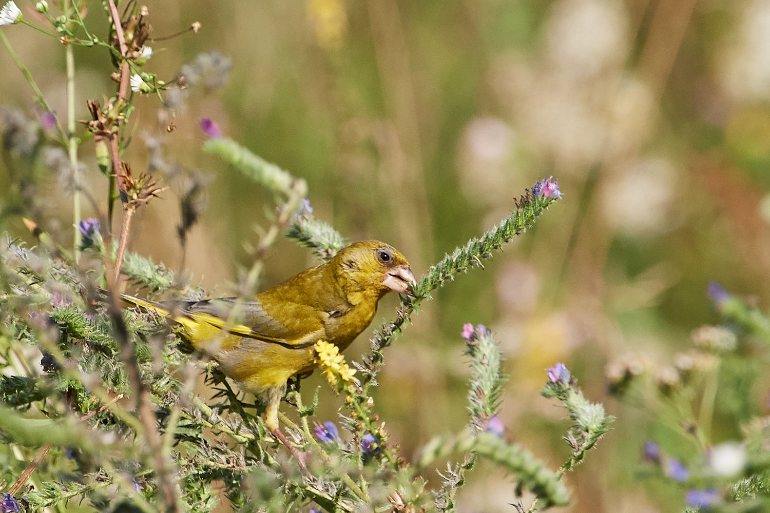 GRÜNFINK - GREENFINCH