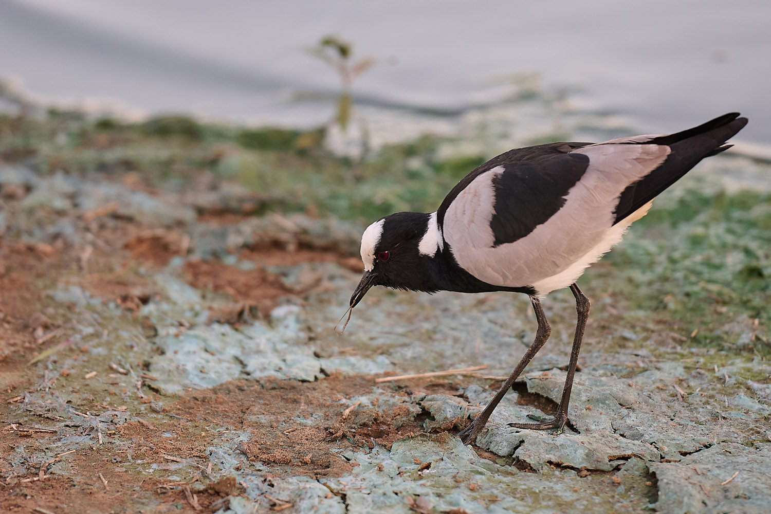 WAFFENKIEBITZ - BLACKSMITH LAPWING