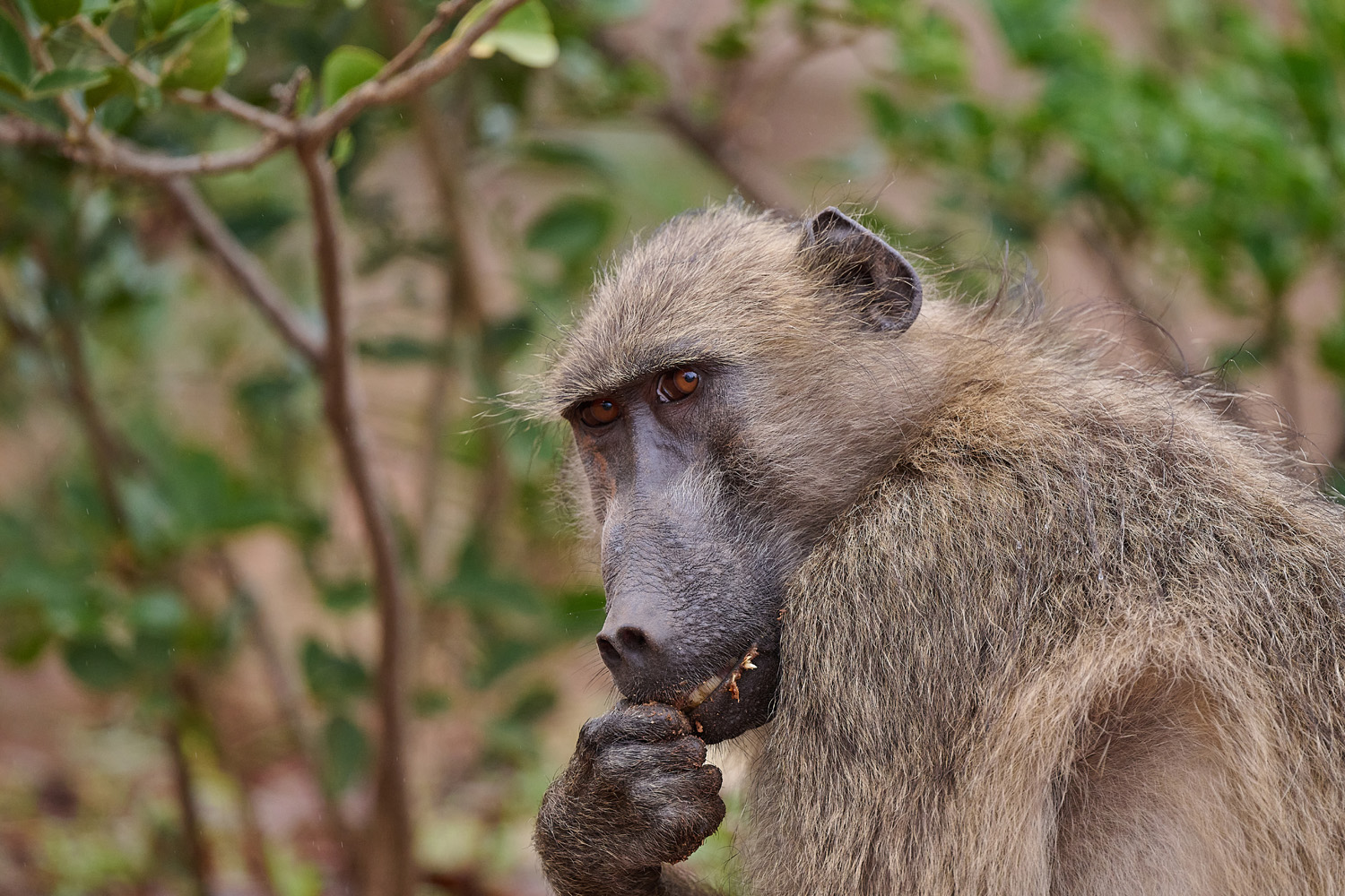 PAVIAN – BABOON