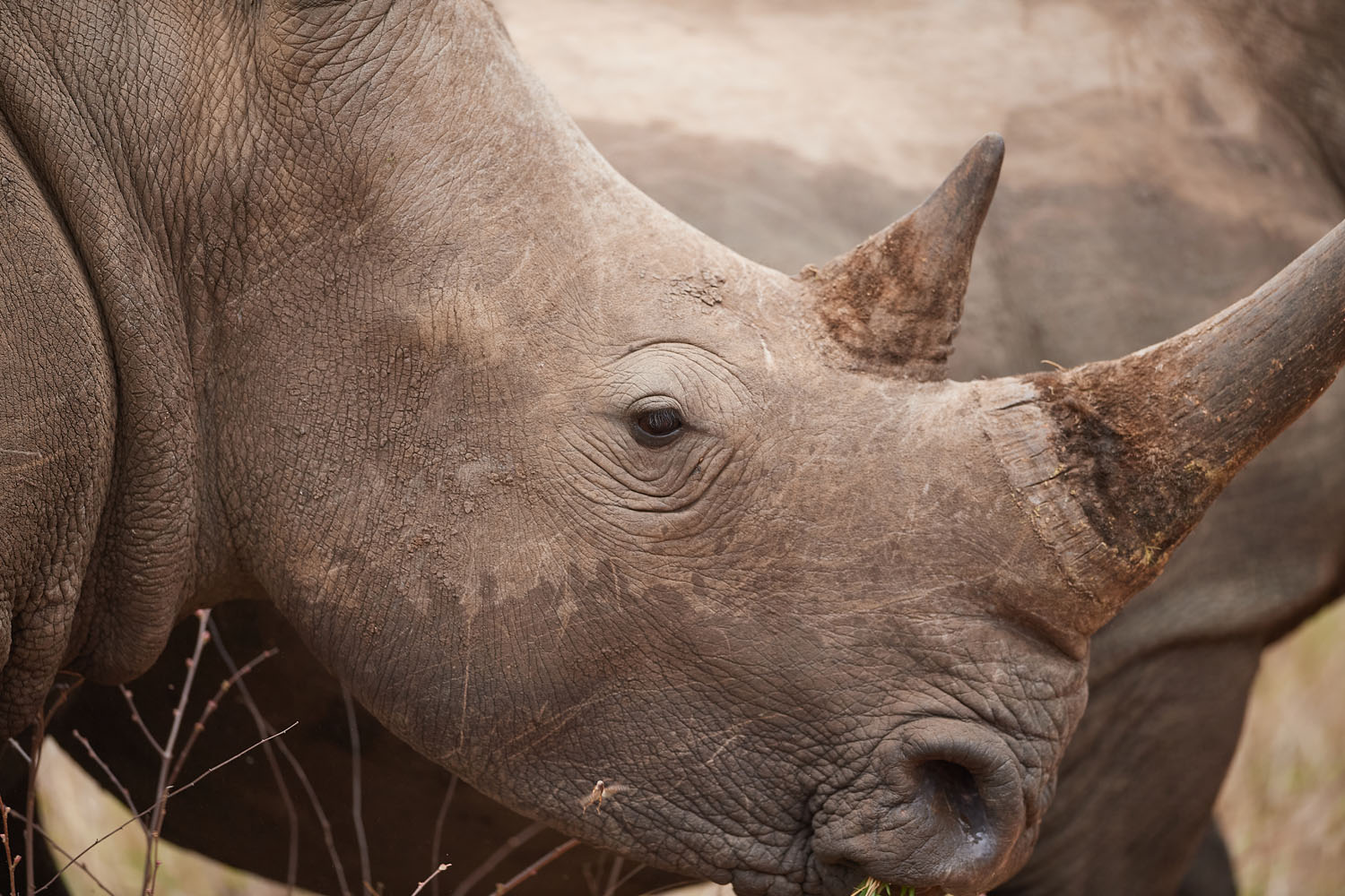 BREITMAULNASHORN - WHITE RHINO