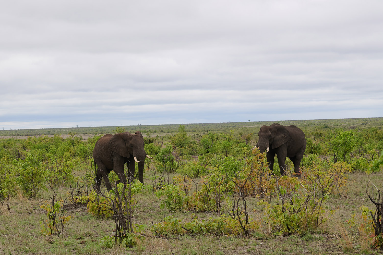 ELEFANT - ELEPHANT