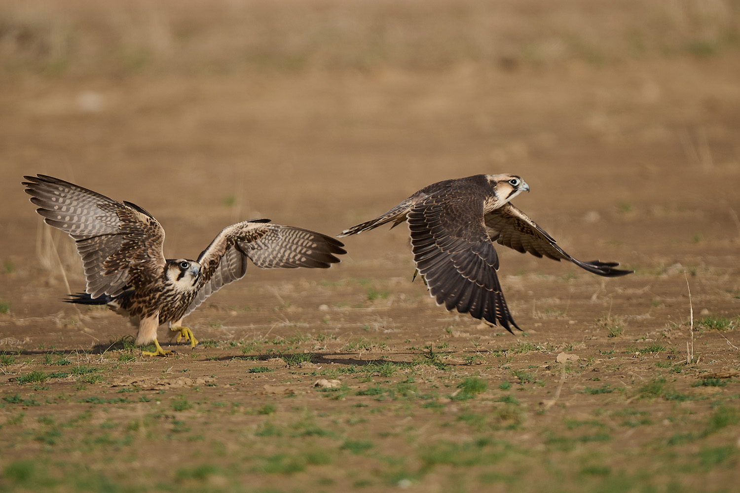 LANNERFALKE – LANNER FALCON