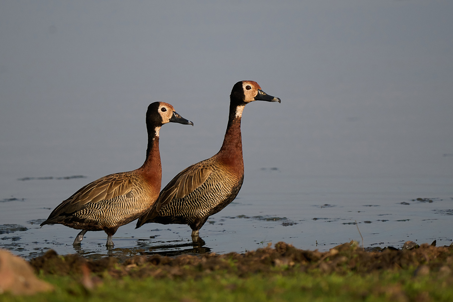WITWENPFEIFGANS – WHITE-FACED DUCK