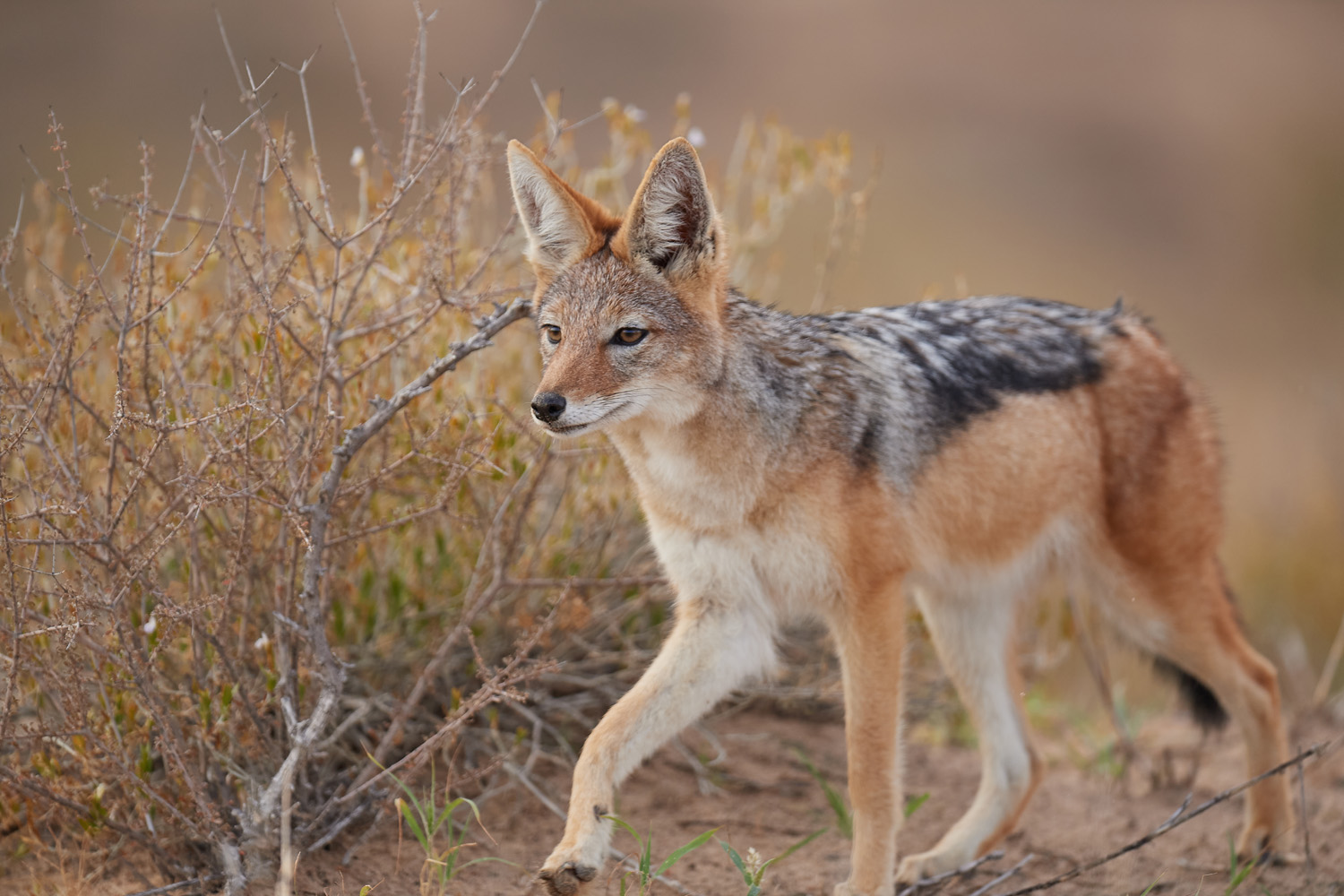 SCHABRACKENSCHAKAL - BLACK-BACKED JACKAL