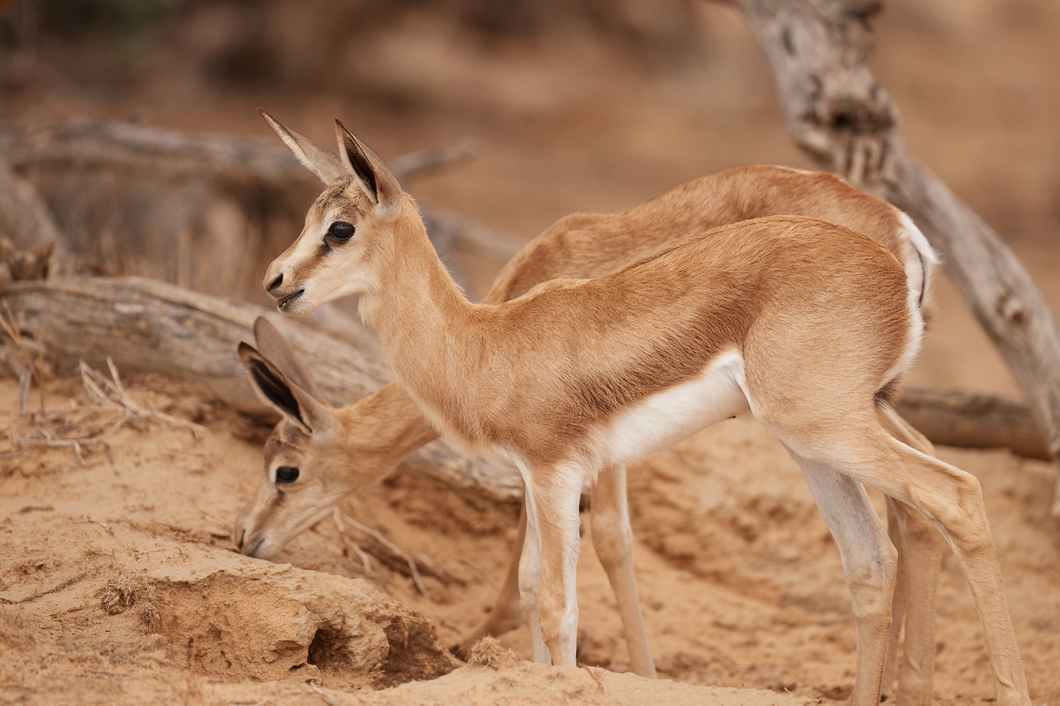 SPRINGBOCK - SPRINGBOK