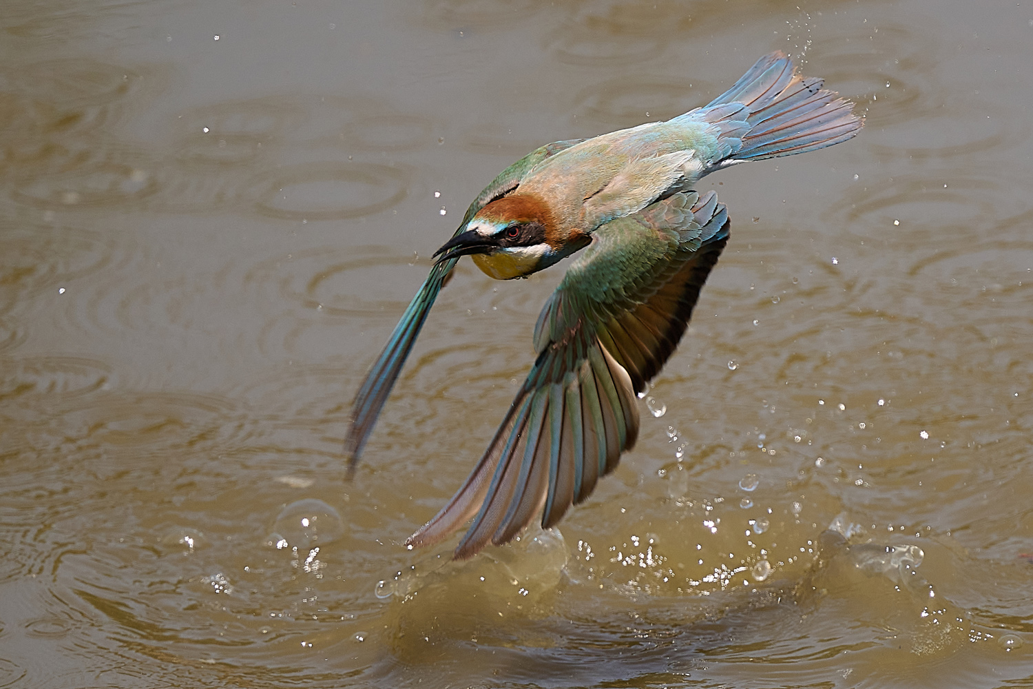 EUROPÄISCHER BIENENFRESSER - EUROPEAN BEE-EATER
