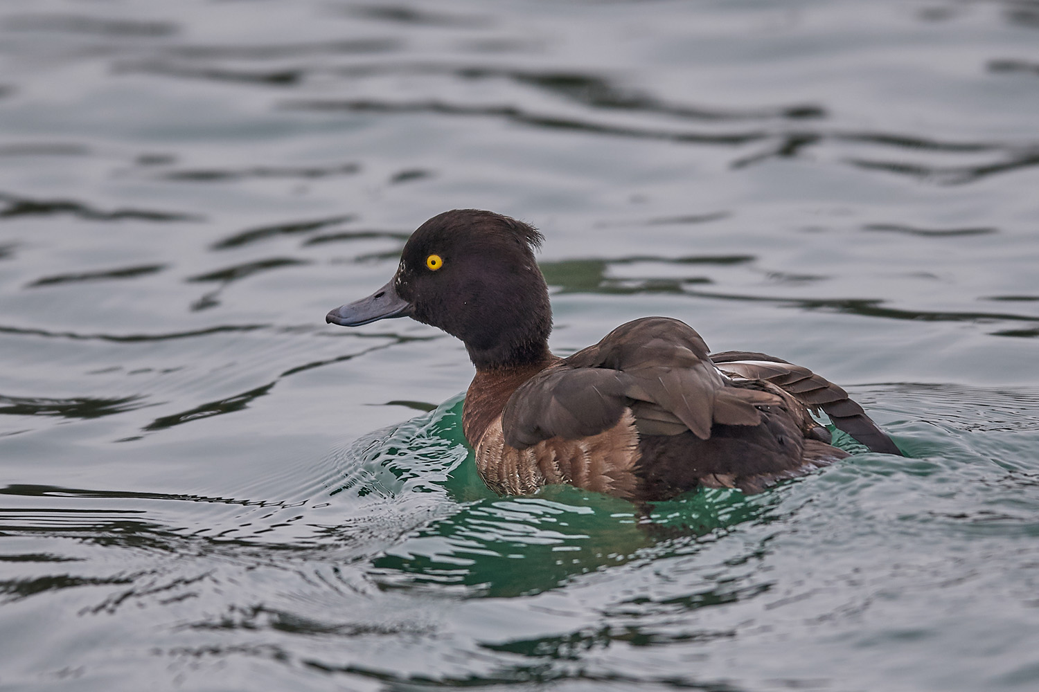 REIHERENTE – TUFTED DUCK