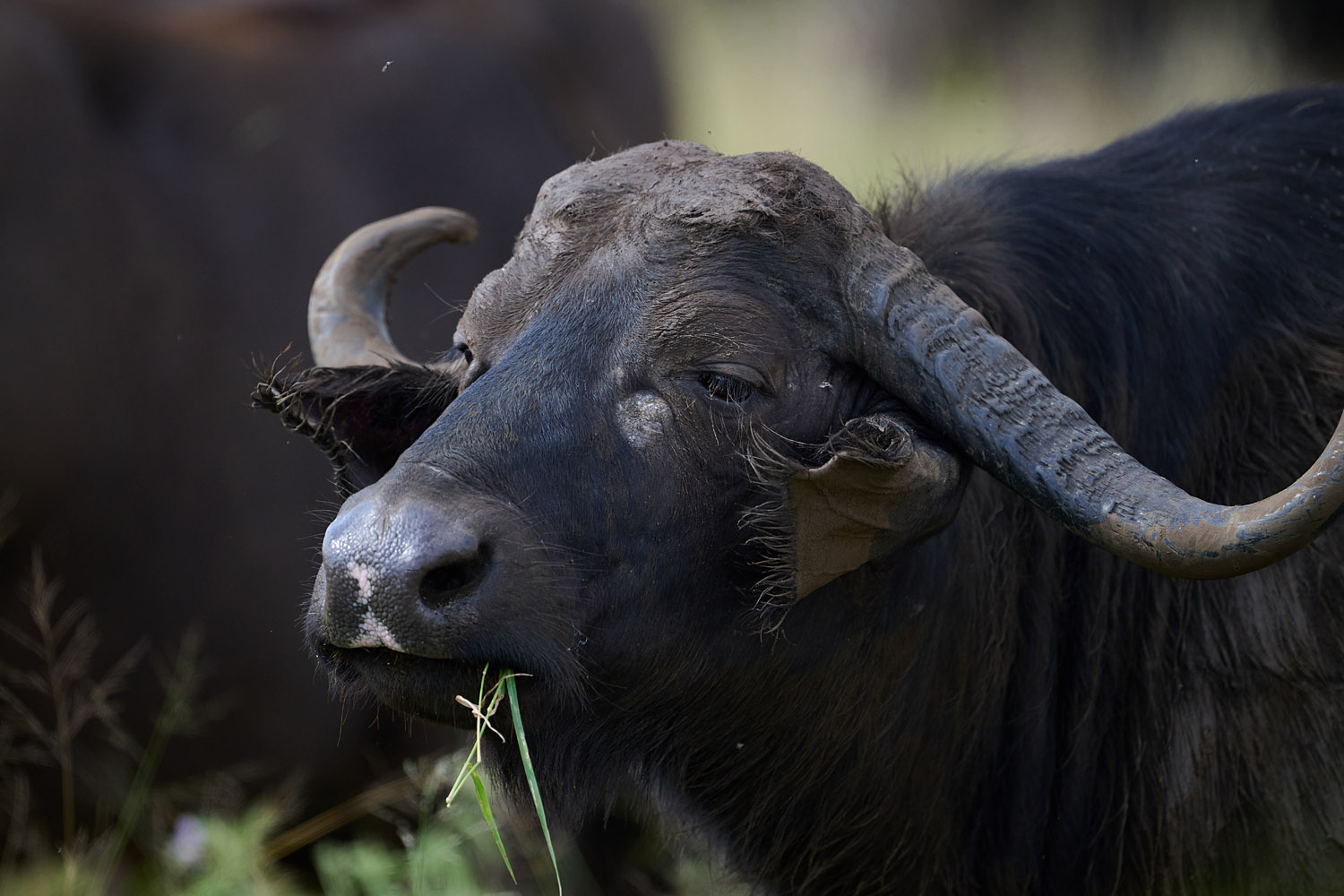 KAPBÜFFEL - CAPE BUFFALO