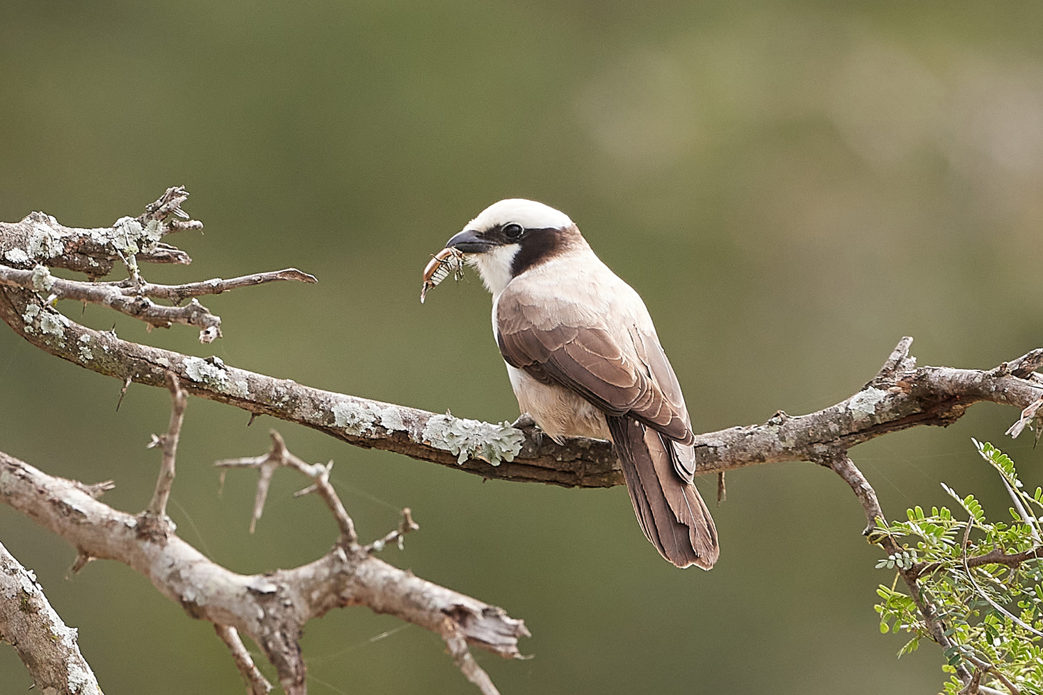 WEISSSCHEITELWÜRGER - SOUTHERN WHITE-CROWNED SHRIKE