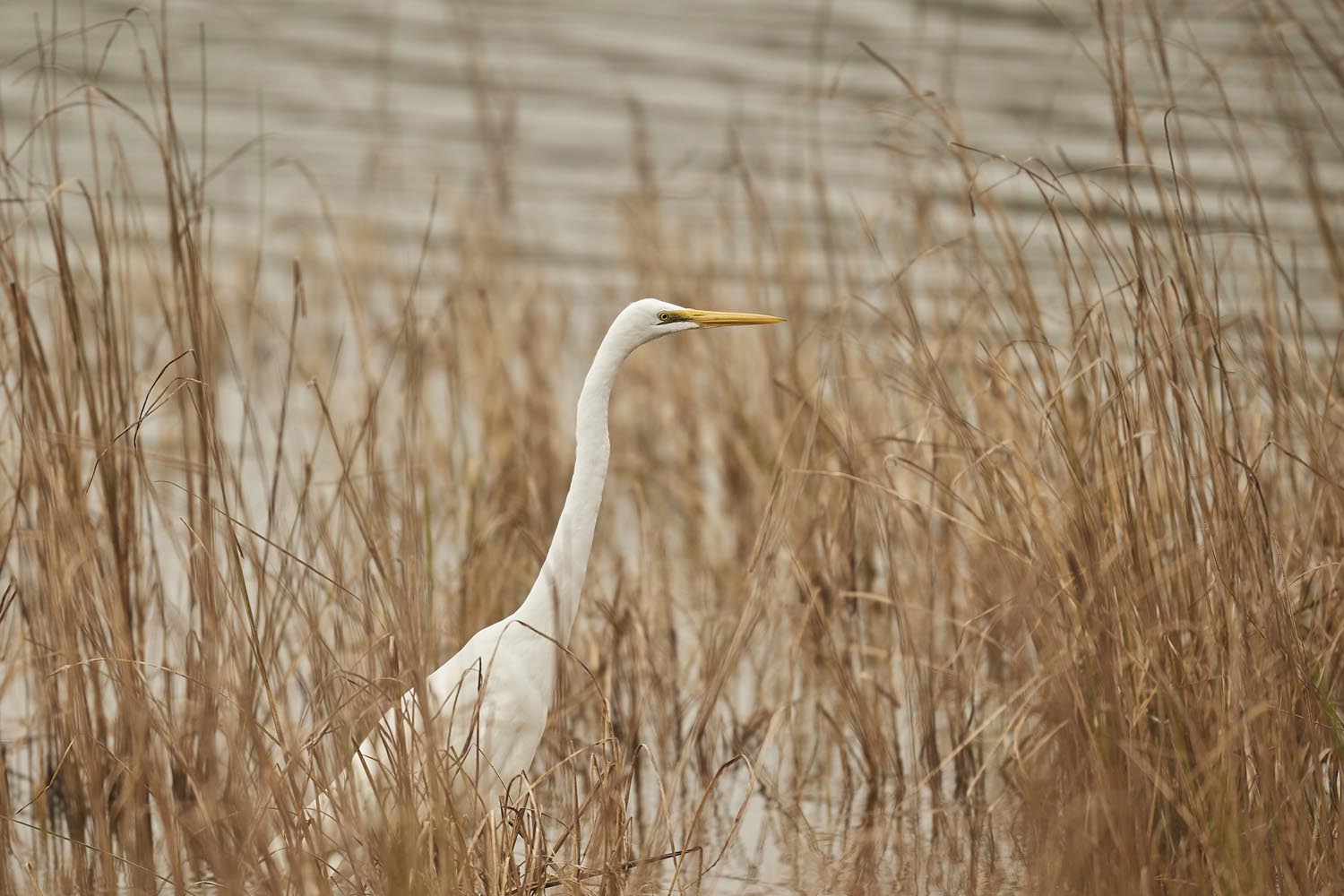 SILBERREIHER - GREAT EGRET