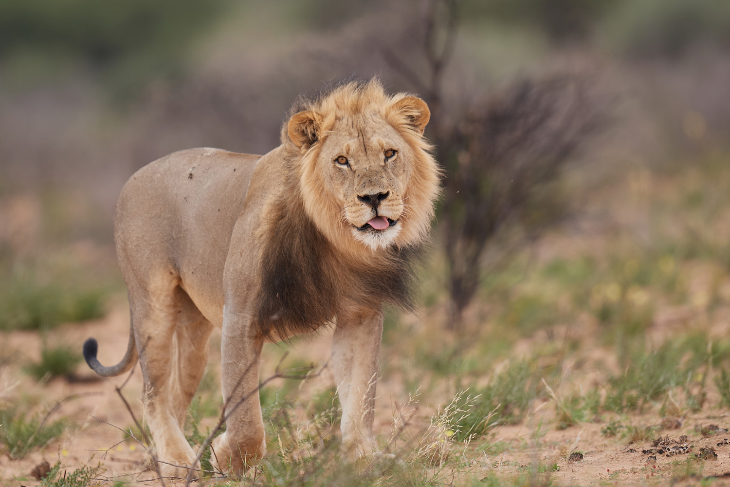 LÖWE - LION