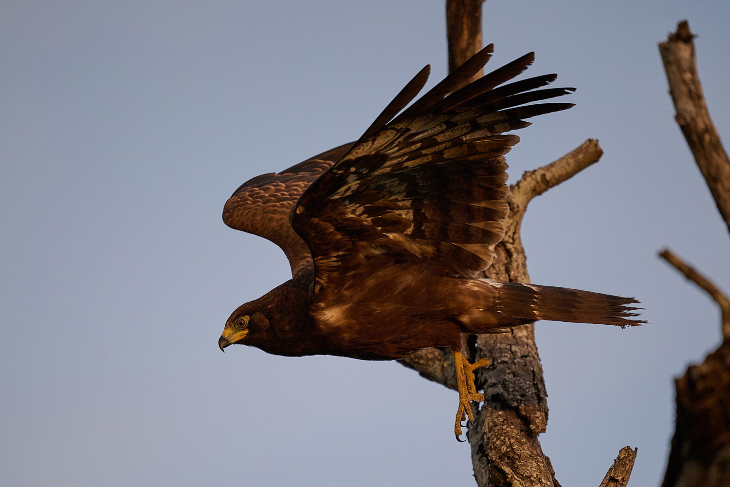 HÖHLENWEIHE – AFRICAN HARRIER-HAWK