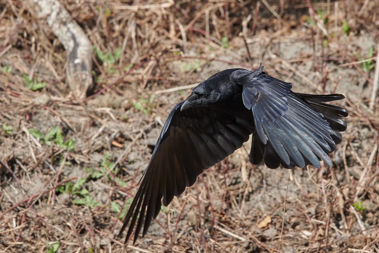 RABENKRÄHE - CARRION CROW