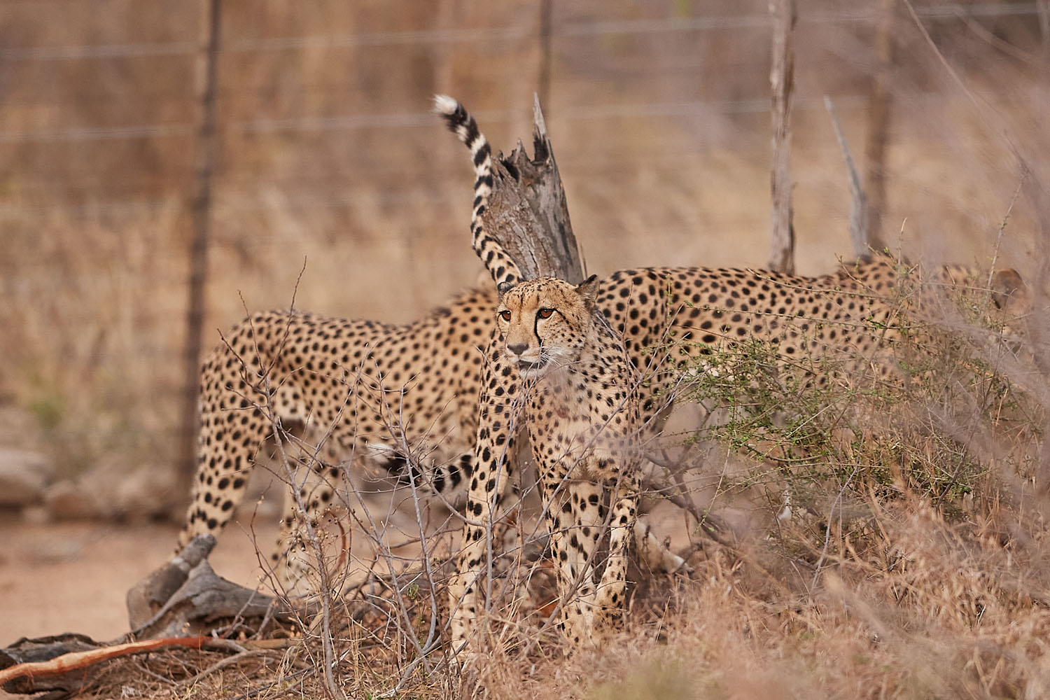 GEPARD – CHEETAH