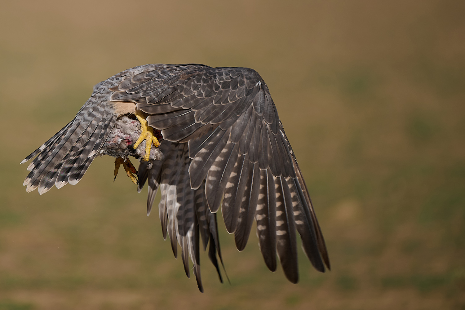 LANNERFALKE – LANNER FALCON